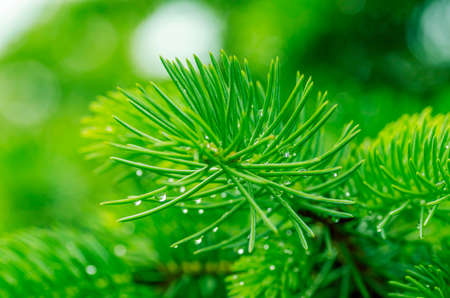 fir branch with drops of morning dew on the needles closeupの写真素材