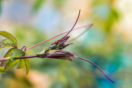young shoots of wild grapes, bathed in the rays of the spring sunの写真素材
