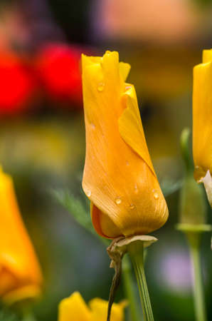 very juicy photo young spring flowers rosesの写真素材