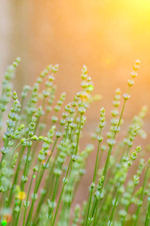 gentle photo of flowers in vintage styleの写真素材