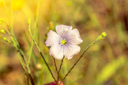 tender spring flower with bright rays of the spring sunの写真素材