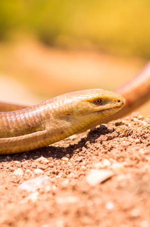 snake diasease under the hot rays of the spring sun on the sandの写真素材