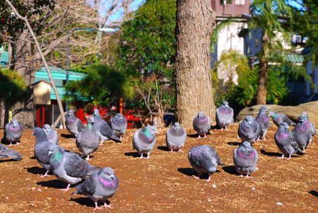 Group of pigeon resting on the sandy Tokyo, Japanの写真素材