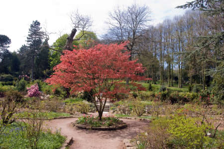 A Tree with Red Blossom in an English Country House Gardenの写真素材