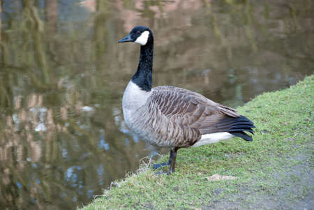 Canada Goose by Canalの写真素材