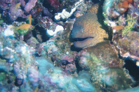 Moray Eel peering from hole in coralの写真素材