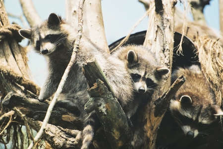 Three Young Raccoons peering out of their nest in a treeの写真素材