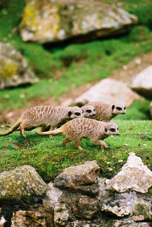 Four Meerkats in a family groupの写真素材