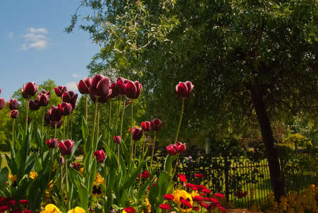A Flower bed of Tulips,daisies,and pansiesの写真素材