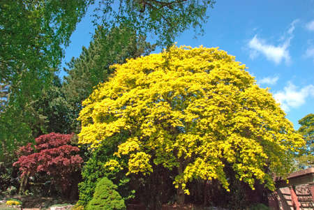 Beautiful Yellow and Red Maple Trees in a park under a blue skyの写真素材