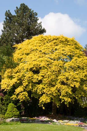 A Yellow Maple Tree under a blue spring sky in an english country parkの写真素材