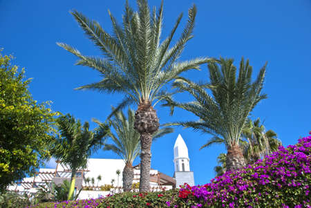 A Traditional Canary Island Bell Tower Palm Trees and Bougainvilleaの写真素材