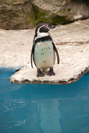 A Humboldt Penguin Spheniscus humboldti looking to sideの写真素材