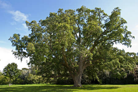 A Large Cork Oak Tree  Quercus  suber  in an English Parkの写真素材
