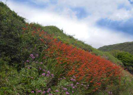 Orange Crocosmia Flowers on a Cornish Hillsideの写真素材