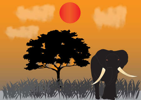 An Elephant under the setting sun on the Savannah with an Acacia Tree in the backgroundのイラスト素材