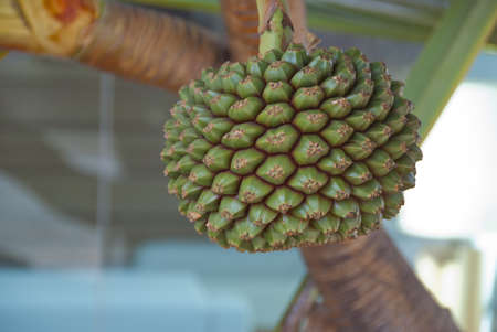 The Cone of a Screwpine Treeの写真素材
