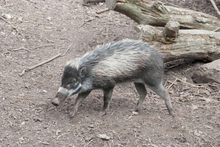 A Visayan Warty Pig  (Sus cebifrons) a critically endangered species from the Philippines.の写真素材