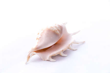 Shell