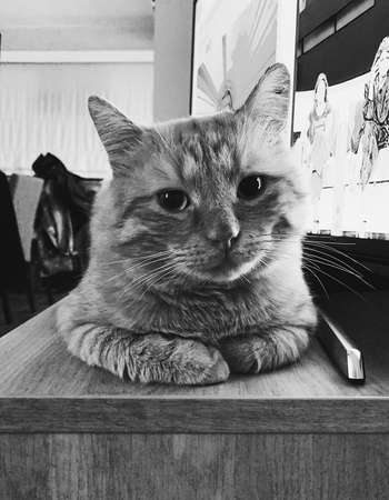 Portrait animalの写真素材