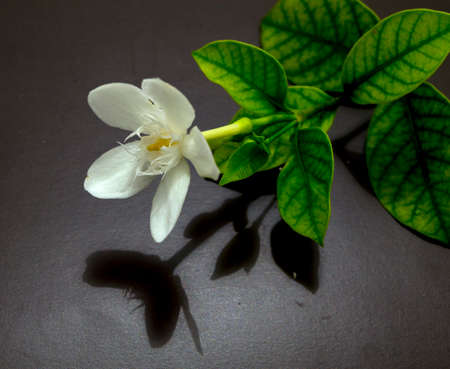 Sweet white flower lyingの写真素材