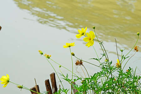 Beautiful wild yellow flower grow around riverside under bright sunの写真素材