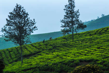 Beautiful nature Cukul, West Jave tea plantation landscape