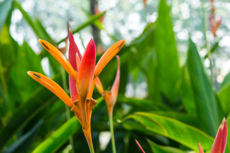 Red heliconia flower with  green leaves as background