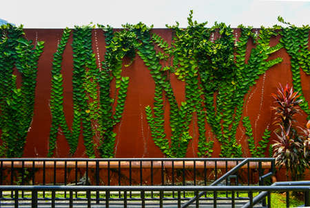 Wall decorate with green leaves from plant like stick on itの写真素材
