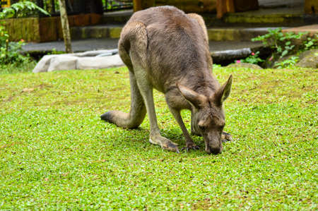 Kangoroo eating on the meadow	in morningの写真素材