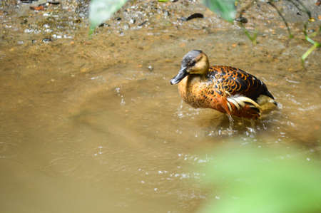 Mallard (Mandarin duck) standing  in the shallow of riverの写真素材