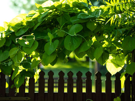 large green leaves in shapeYour heartsの写真素材