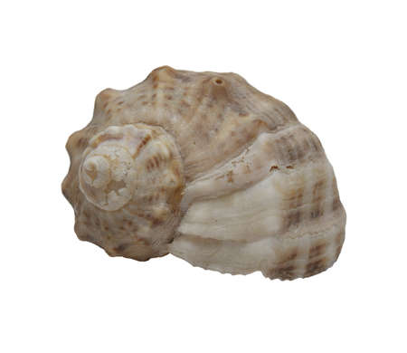 Shell isolatedの写真素材
