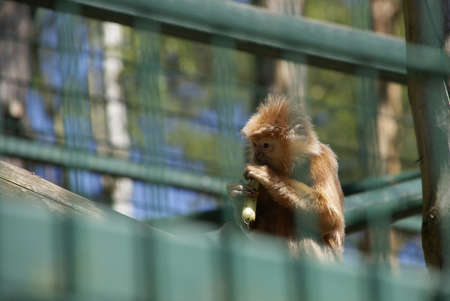 Monkey Eatingの写真素材