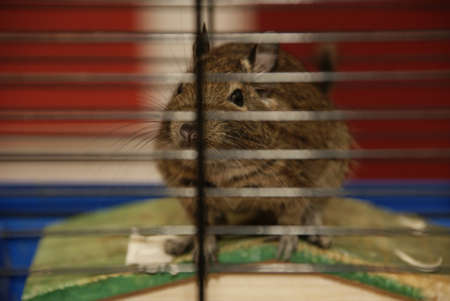exotic rodent deguの写真素材