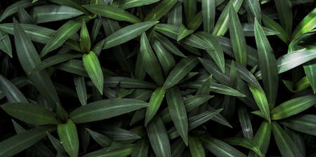Beautiful natural oyster plant background of tropical green leavesの写真素材