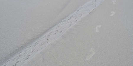 Summer beach concept : Footprints of human feet on the white sandの写真素材
