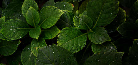 Tropical leaf with dark green texture, nature backgroundの写真素材