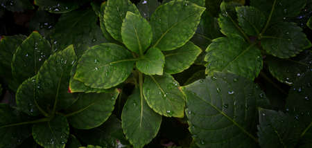 Tropical leaf with dark green texture, nature backgroundの写真素材
