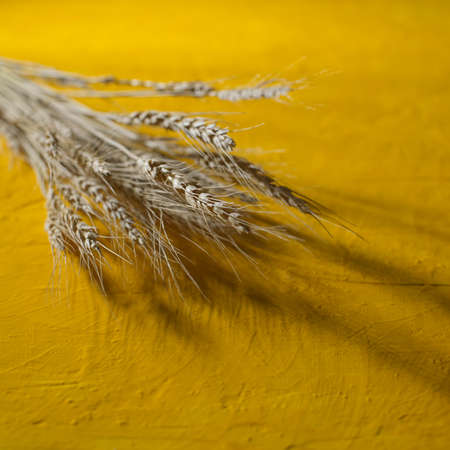 Abstract background with golden wheat on yellow concrete textureの写真素材