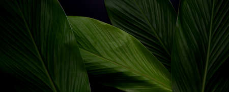 Abstract background with house plant leaves on dark backgroundの写真素材