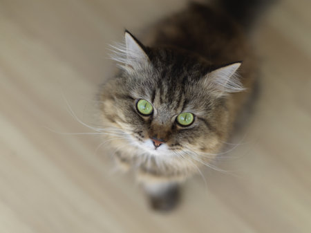 Top view of a surprised cat make big eyes, surprised big eye kitten at home