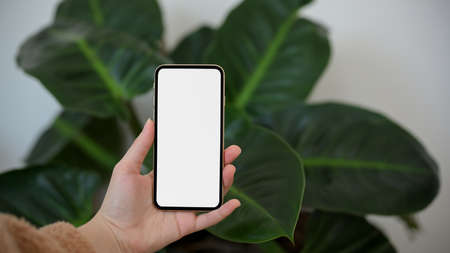 A female hands holding a smartphone white screen mockup over blurred indoor decor plants background.の写真素材