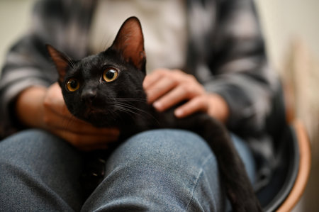 Beautiful black cat with yellow eyes laying on female owner's lap at home. Domestic cat imageの写真素材