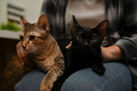 Adorable domestic tabby cat and black cat are laying on their female owner's lap in home living room.の写真素材