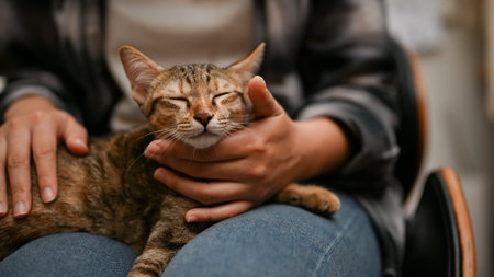 An adorable and sleepy domestic tabby cat sleeping on her owner's lap, eyes closed, feeling safe and comfortable with her owner. close-up imageの写真素材