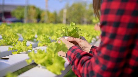 Cropped image of a female farmer examining fresh organic salad vegetables, working in the greenhouse. Hydroponic salad farm business conceptの写真素材