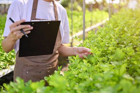 Cropped image of an Asian male farmer working in the salad greenhouse, inspecting the quality of organic salad vegetables. Hydroponic or Aquaponic farm conceptの写真素材