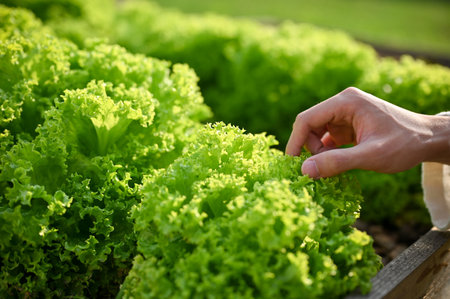 Close-up image of male farmer picking up green salad vegetables in the Hydroponic greenhouse....