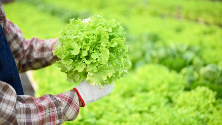Close-up image of a farmer or gardener picking up or harvesting fresh green lettuce at the hydroponic greenhouse.の写真素材